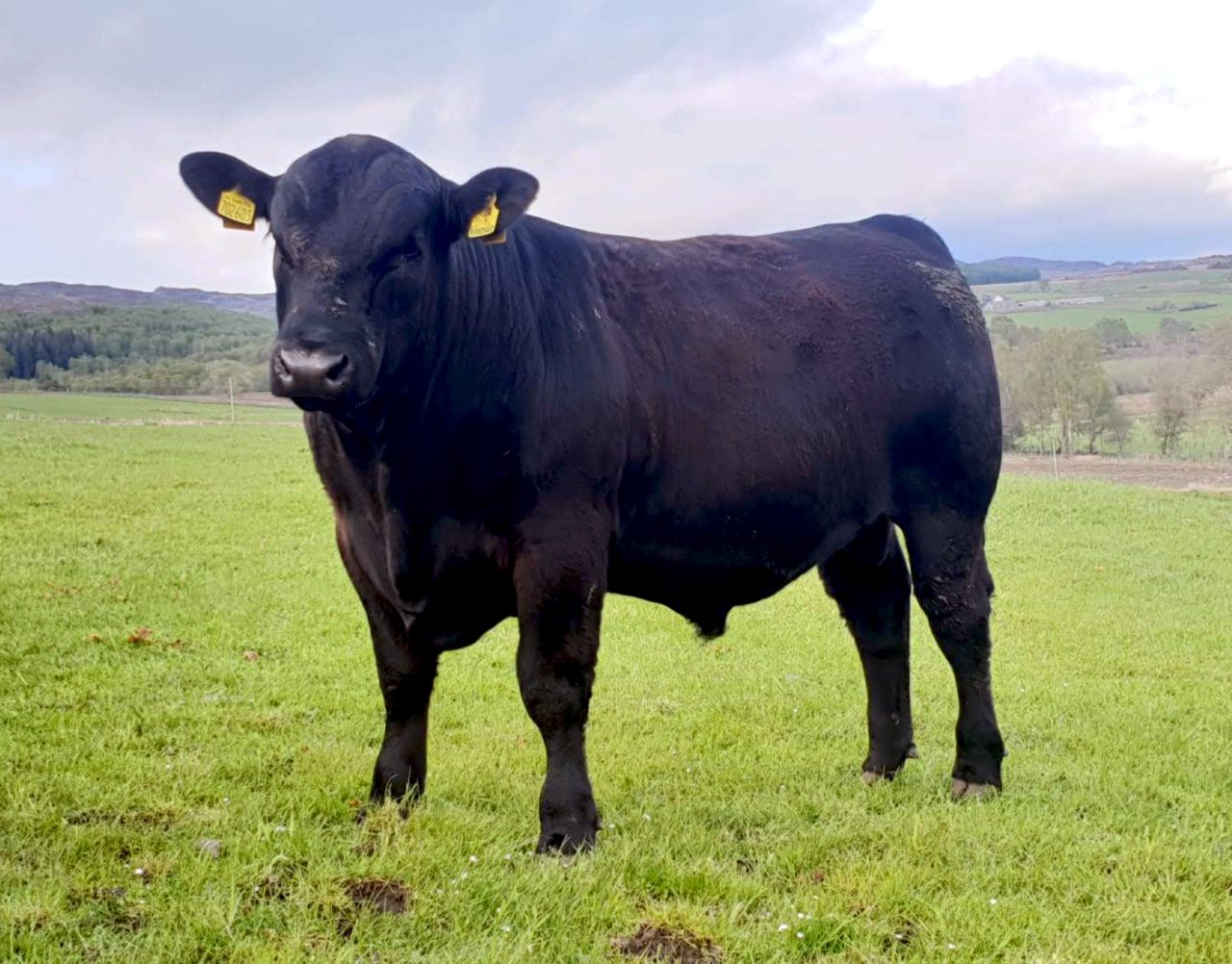 Stabiliser Cows Corrimony Farm