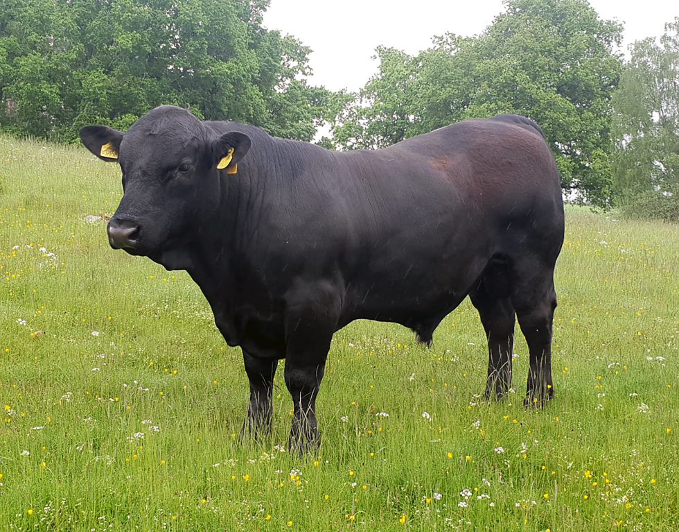 Stabiliser Cows Corrimony Farm